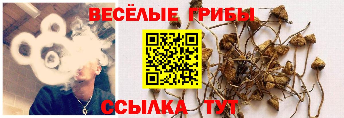 Псилоцибиновые грибы Cubensis Тосно
